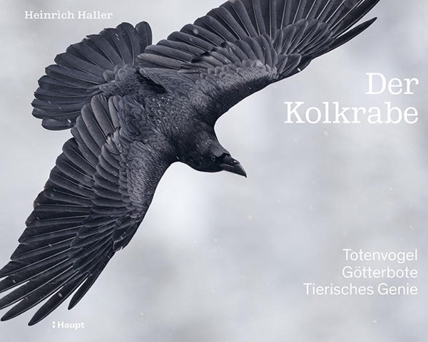 Bild von Haller, Heinrich: Der Kolkrabe - Totenvogel, Götterbote, tierisches Genie