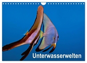 Bild von Gödecker, Dieter: Unterwasserwelten (Wandkalender 2024 DIN A4 quer), CALVENDO Monatskalender
