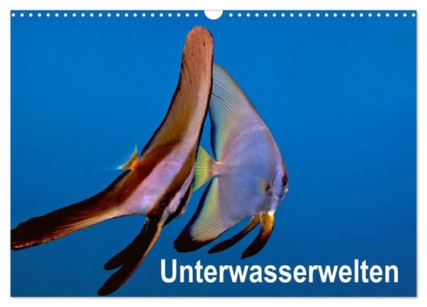 Bild von Gödecker, Dieter: Unterwasserwelten (Wandkalender 2024 DIN A3 quer), CALVENDO Monatskalender